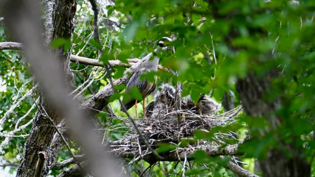Red-tailed Hawk (nest)