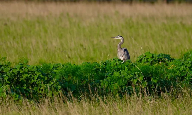 Great Blue Heron