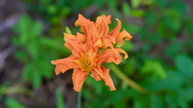 Orange Wildflower