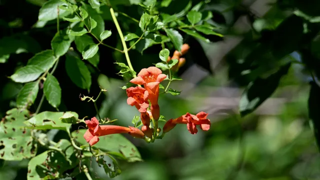 Trumpet Vine