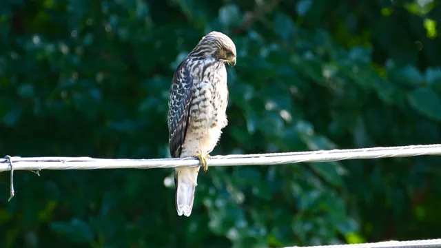 Red-tailed Hawk