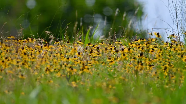Black-eyed Susan Field