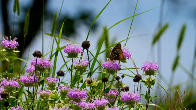 Butterfly on Wildflowers
