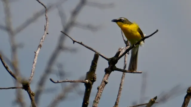 Western Kingbird