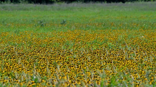 Black-eyed Susan Field