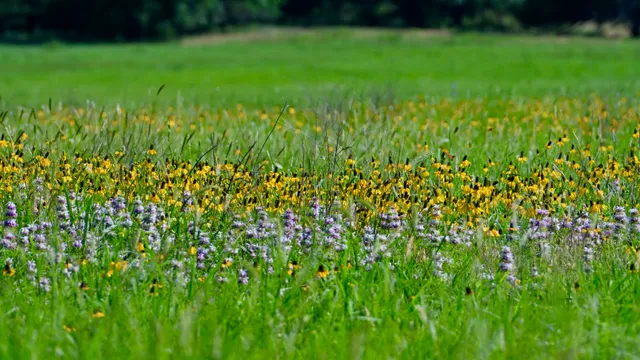 Wildflower Meadow