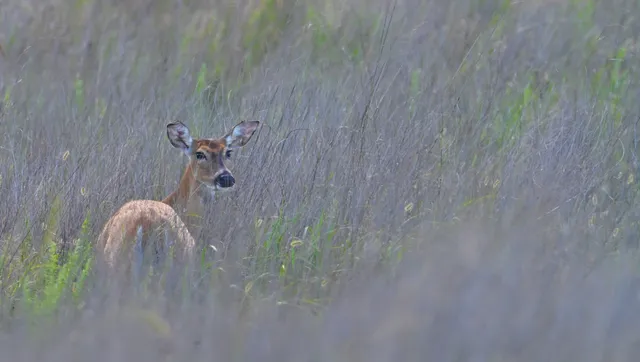 White-tailed Deer