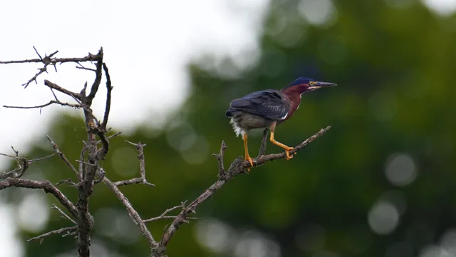 Green Heron