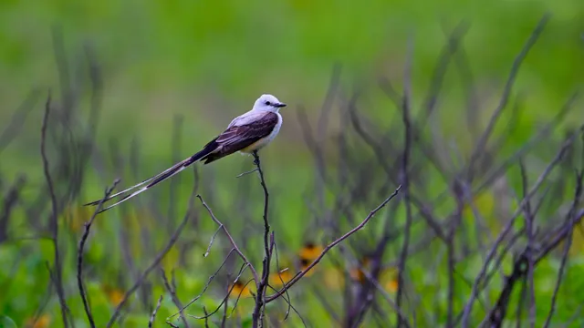 Scissor-tailed Flycatcher