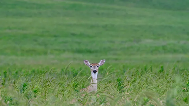 White-tailed Deer (fawn)