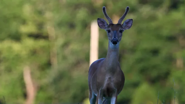 White-tailed Deer (buck)