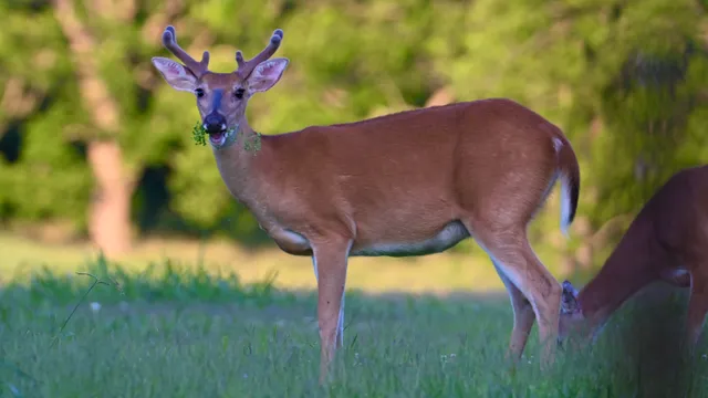 White-tailed Deer (buck)