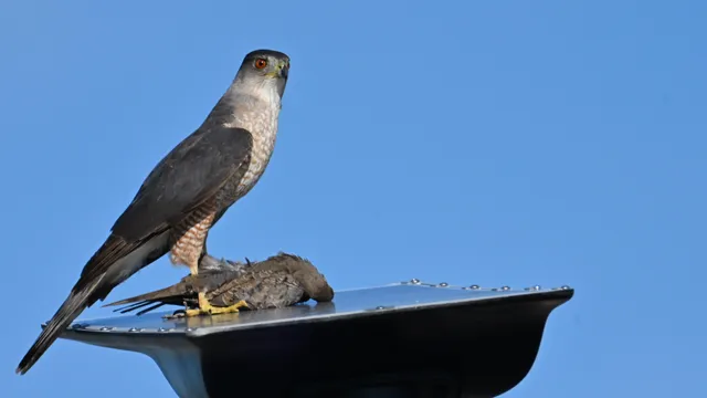 Cooper's Hawk