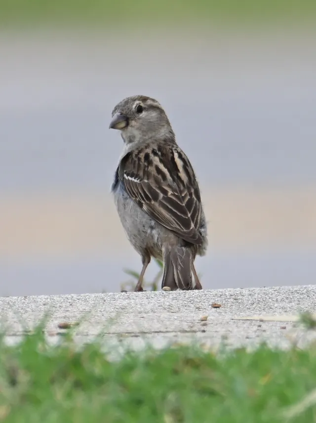 House Sparrow