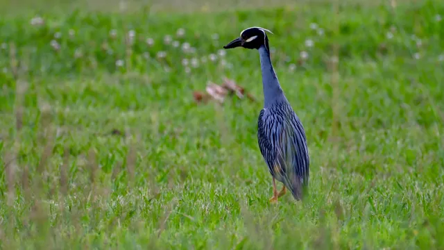 Yellow-crowned Night-Heron