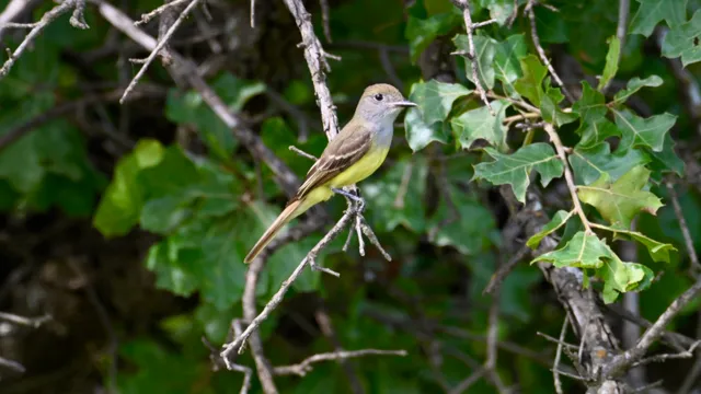 Great Crested Flycatcher