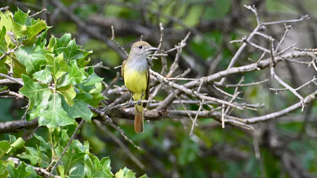 Great Crested Flycatcher