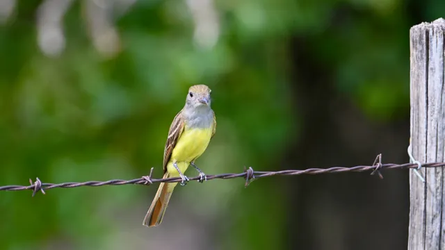 Great Crested Flycatcher