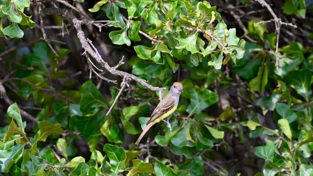 Great Crested Flycatcher