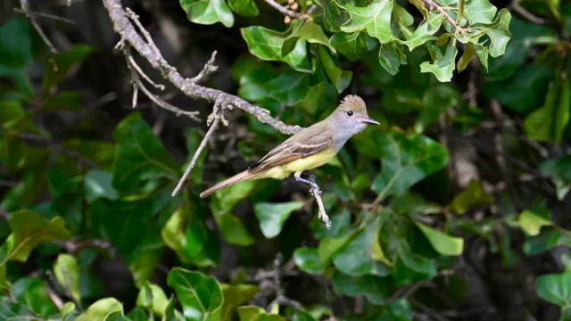 Great Crested Flycatcher