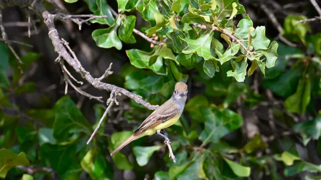 Great Crested Flycatcher