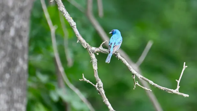 Indigo Bunting