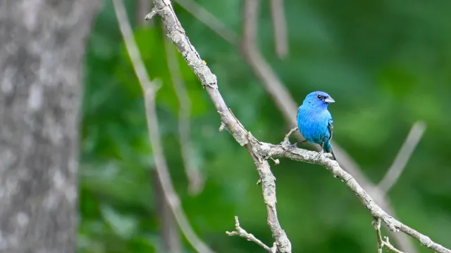 Indigo Bunting