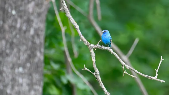 Indigo Bunting