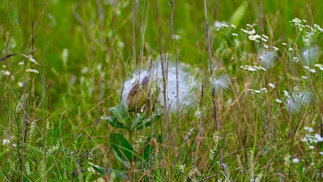 Eastern Cottontail