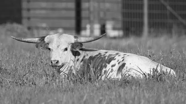 Texas Longhorn