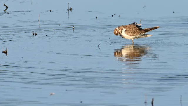 Sandpiper (sp.)
