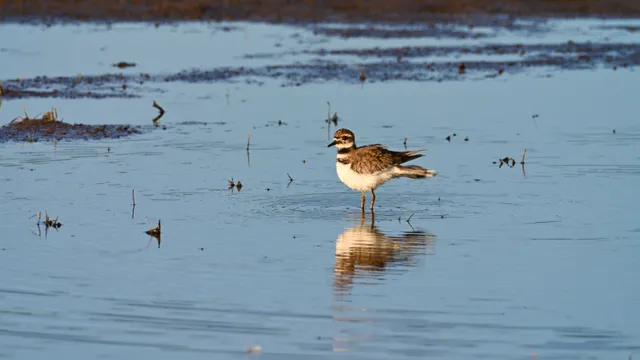 Killdeer