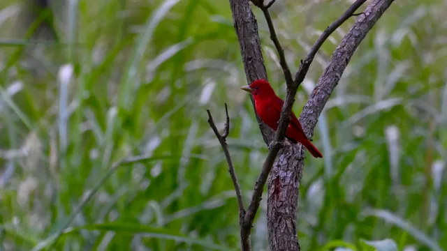 Summer Tanager