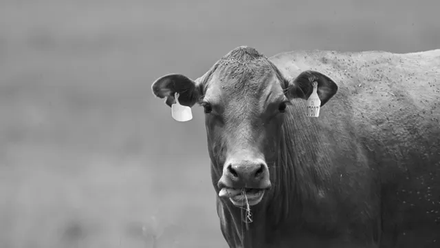 Cattle
