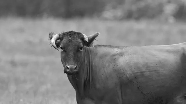 Cattle