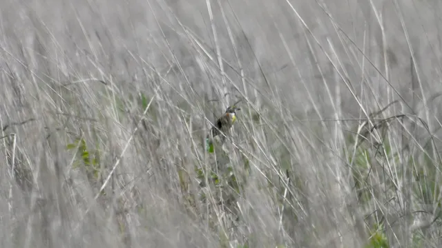 Dickcissel