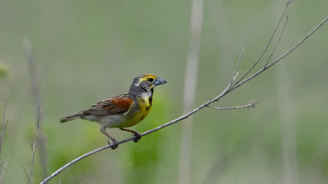 Dickcissel