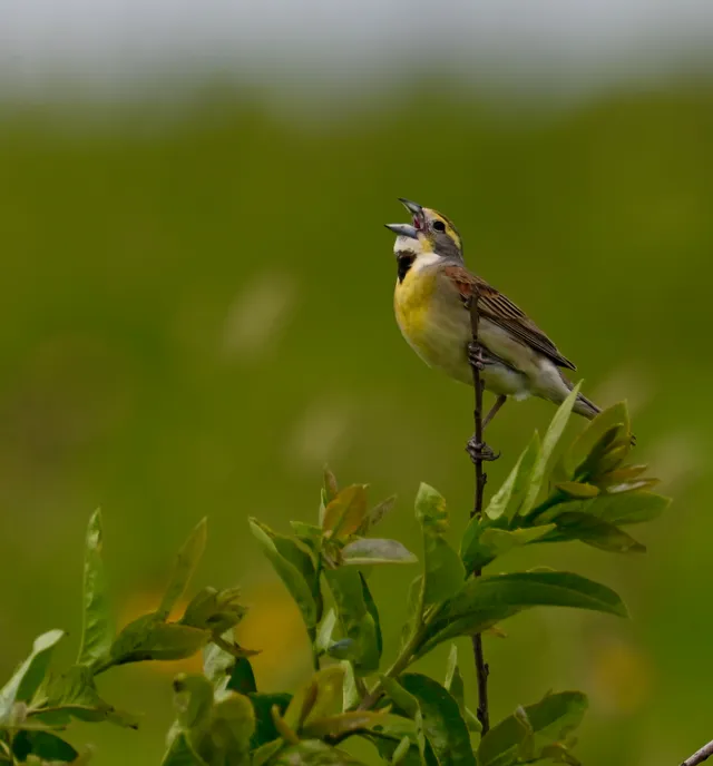 Dickcissel