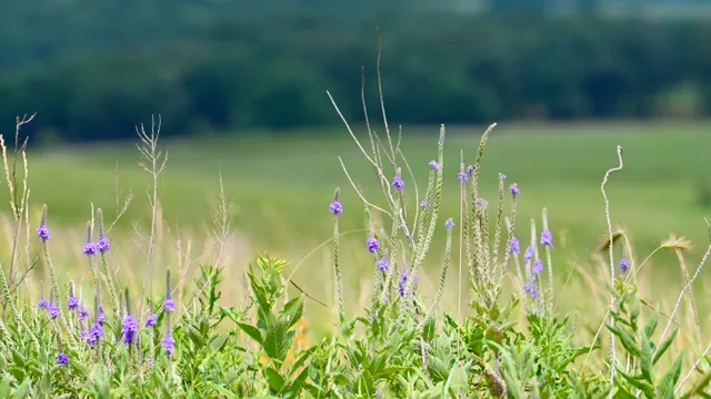 Prairie Landscape