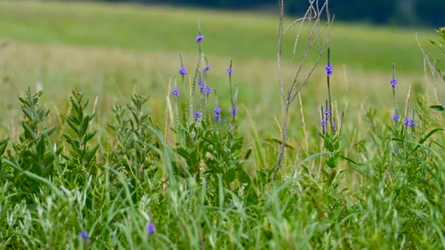 Wildflower Prairie