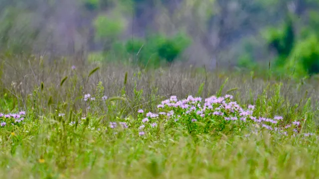 Wildflower Prairie