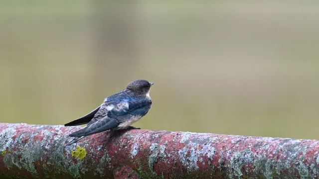 Barn Swallow