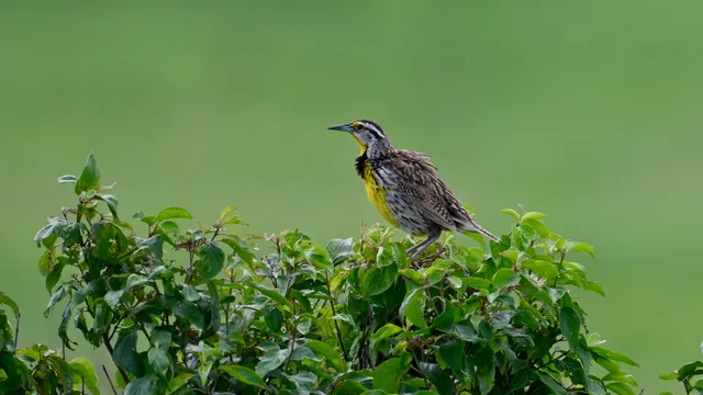 Eastern Meadowlark