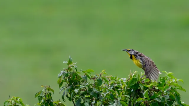 Eastern Meadowlark