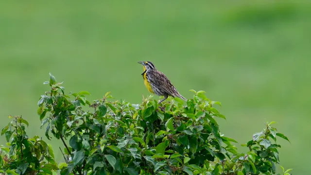 Eastern Meadowlark