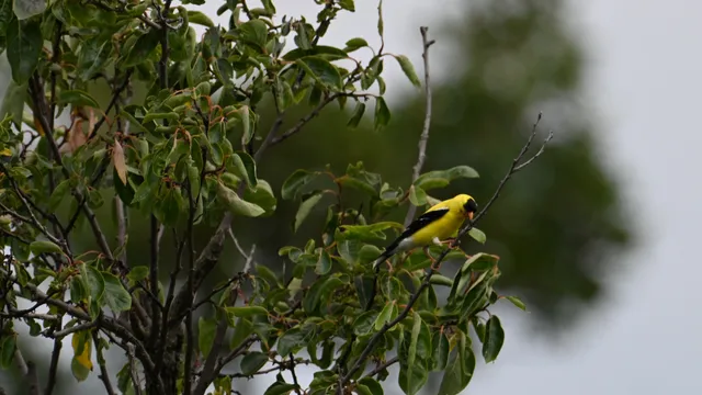 American Goldfinch