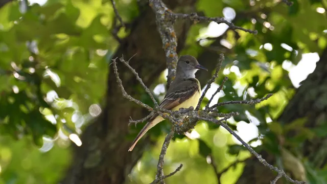 Great Crested Flycatcher