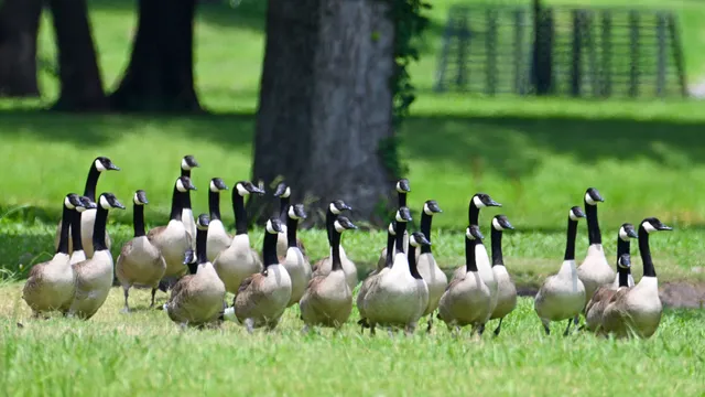 Canada Goose