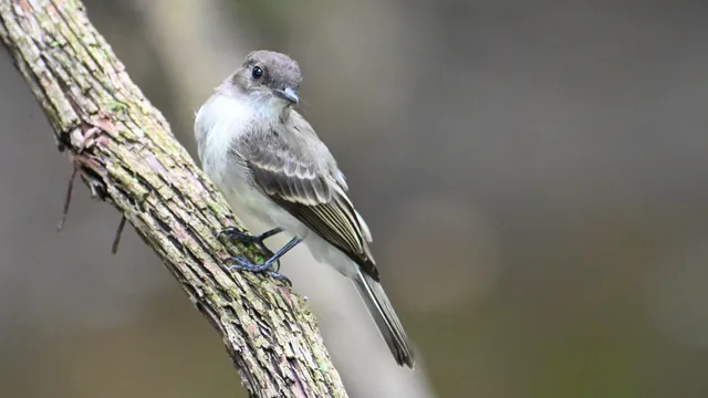 Eastern Phoebe