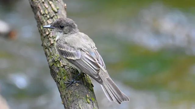 Eastern Phoebe